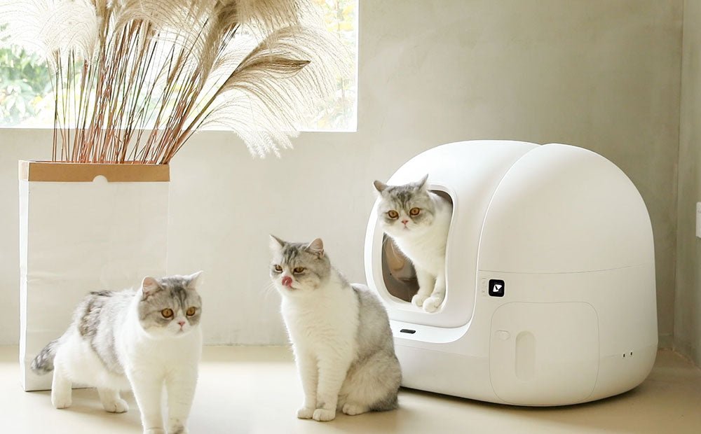 What Risks Are You Taking When Not Knowing Your Cat Urinary Frequency? - PETKIT