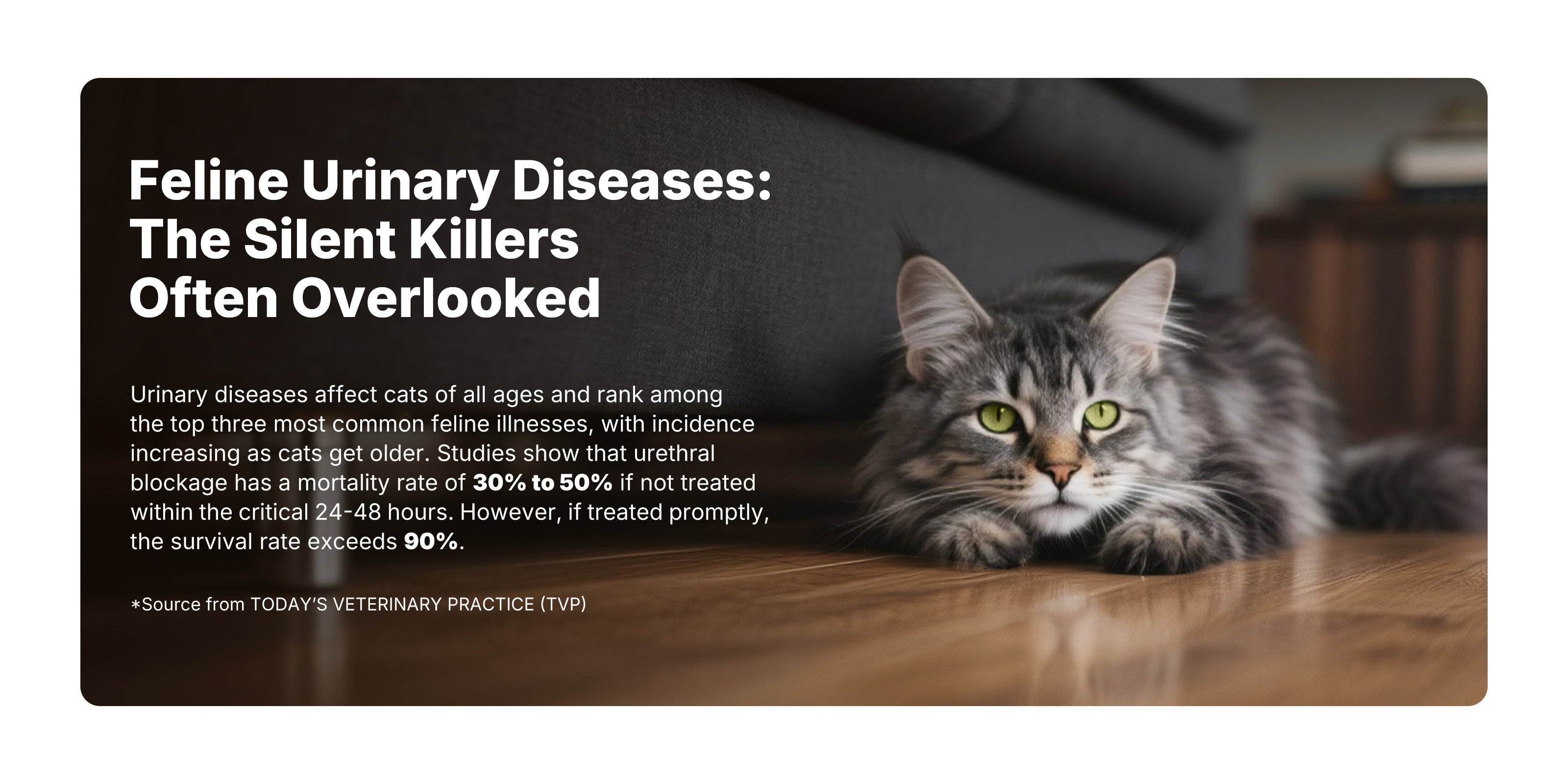 Urinary diseases are common in cats, and untreated blockages can be fatal, but early treatment ensures 90% survival.