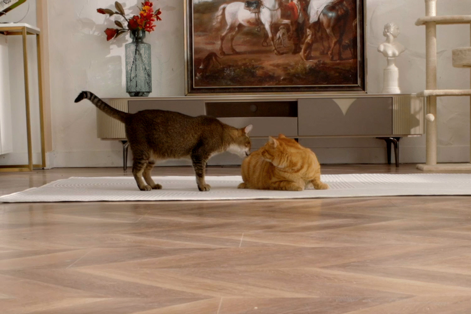 PETKIT YumShare Dual-hopper Automatic Cat Feeder with Camera capturing playful pet in home environment