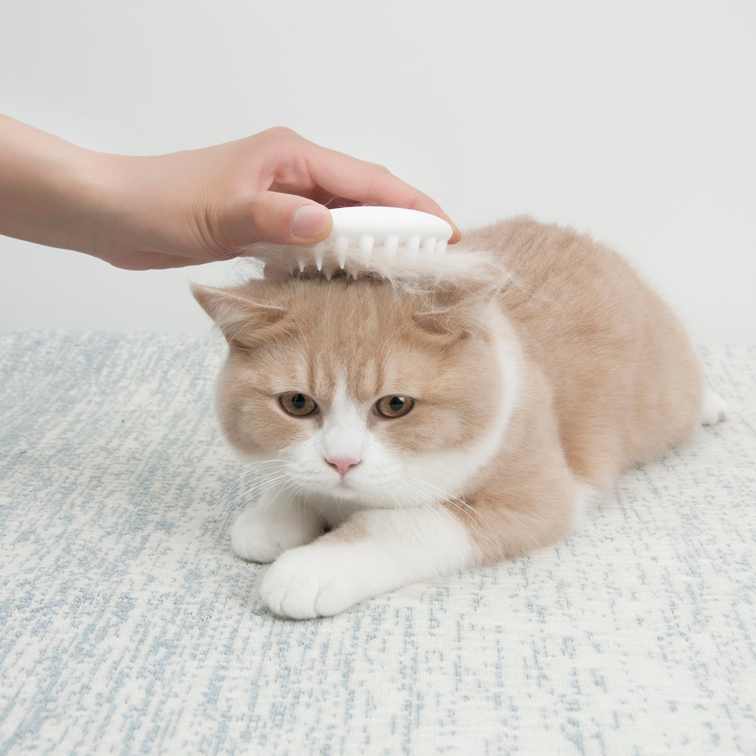Pet Massage Comb provides a relaxing grooming experience as a cat enjoys gentle massage on a soft surface