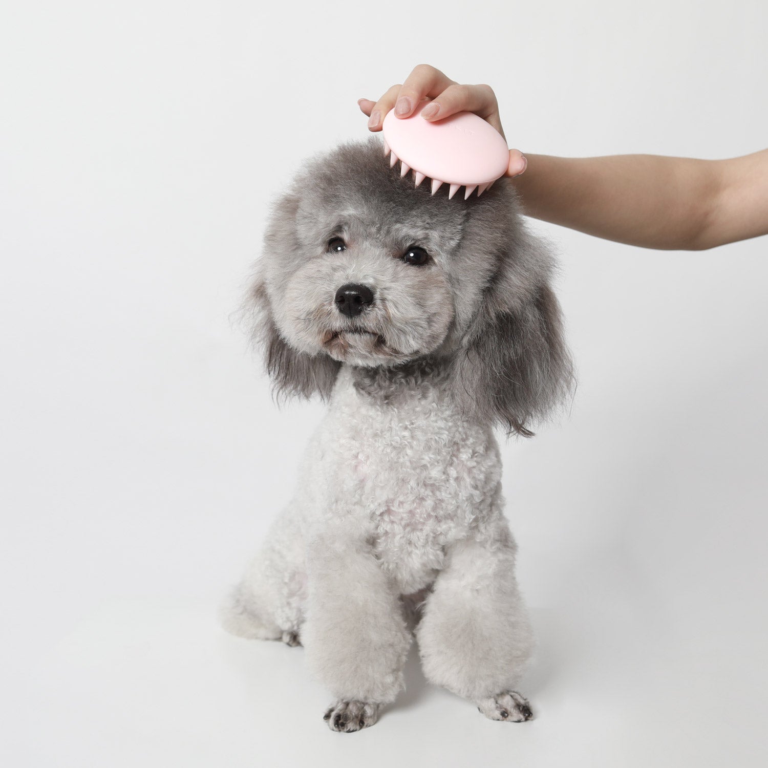 Pet Massage Comb used on a small dog for gentle grooming and relaxing massage during daily care