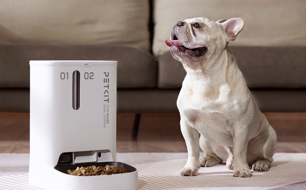 Pet Feeding Evolved: How Real-Time Monitoring Enhances Mealtime - PETKIT