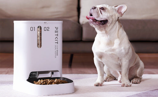 Pet Feeding Evolved: How Real-Time Monitoring Enhances Mealtime