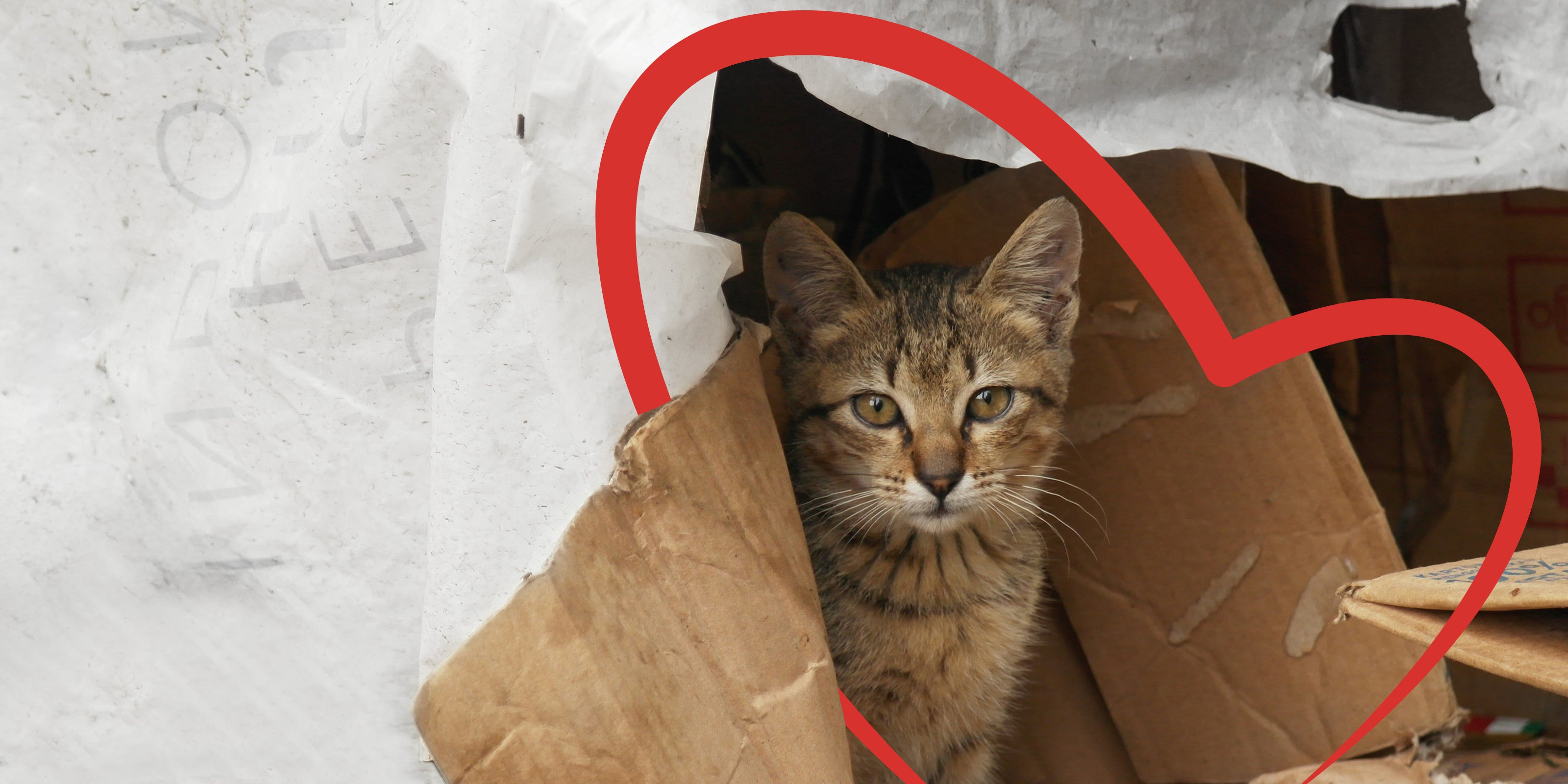 PETKIT HELP - the medium that channels our expertise into initiatives that provide relief, resources, and hope to pets facing hardships.