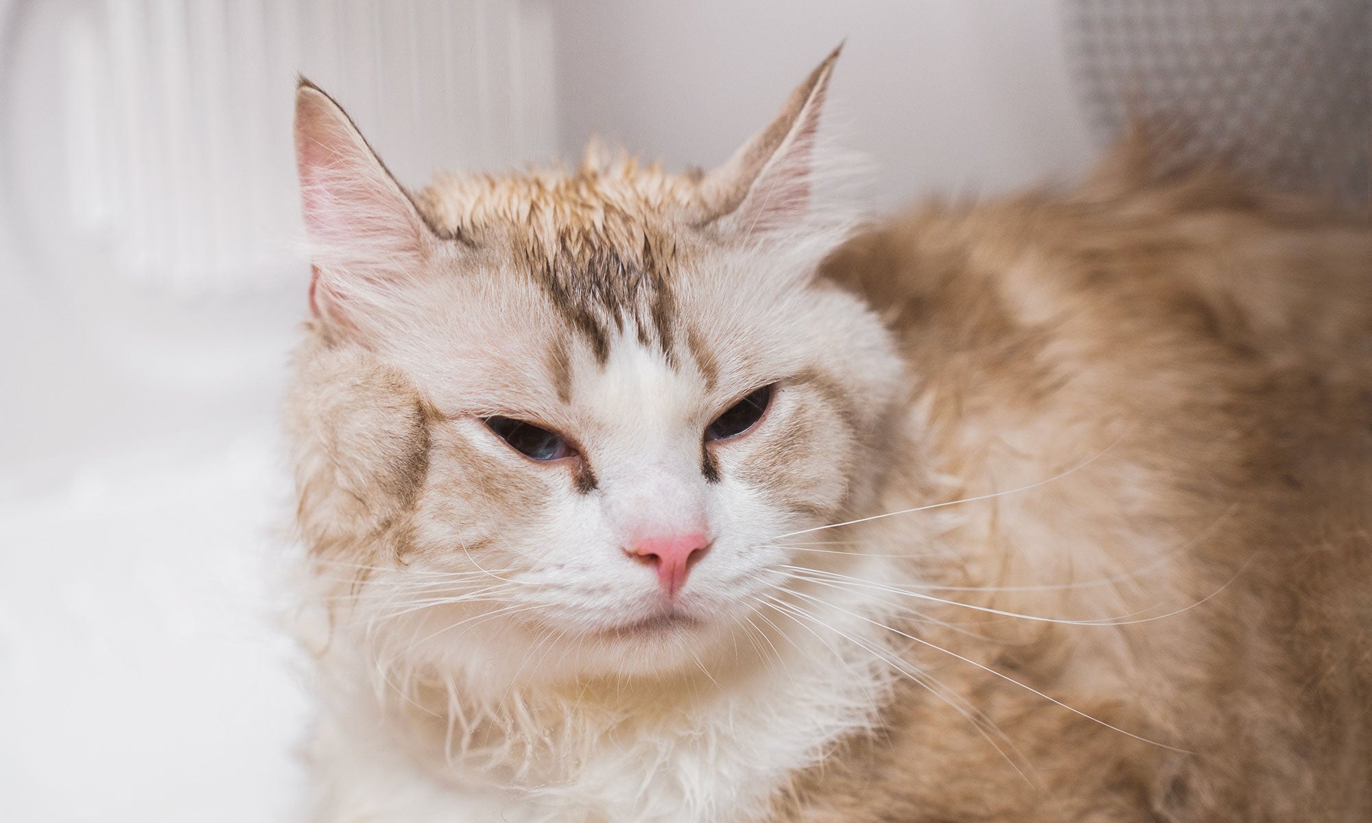 Before using AirSalon Max Pro pet dryer box, pet fur appears frizzy and less smooth