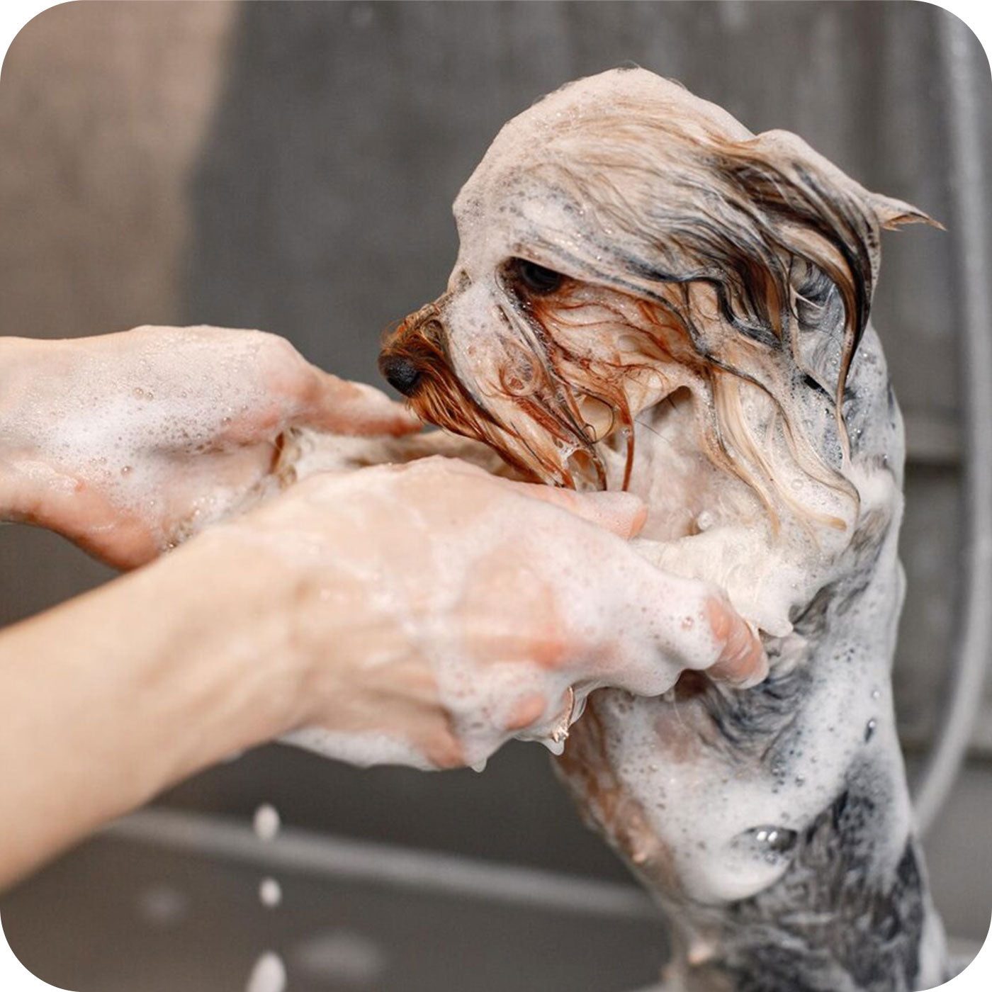 AirSalon Max Pro Pet Dryer Box built for professional grooming at home for cats and small dogs, featuring advanced drying, safety, and hygiene features