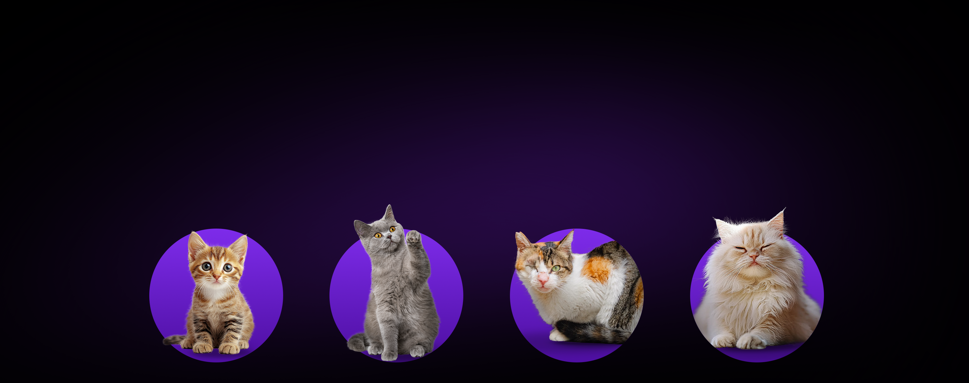 Breezy 2 Cat Carrier TrapKing Davis reflecting PETKIT’s belief in equal care and quality for pets regardless of background or environment