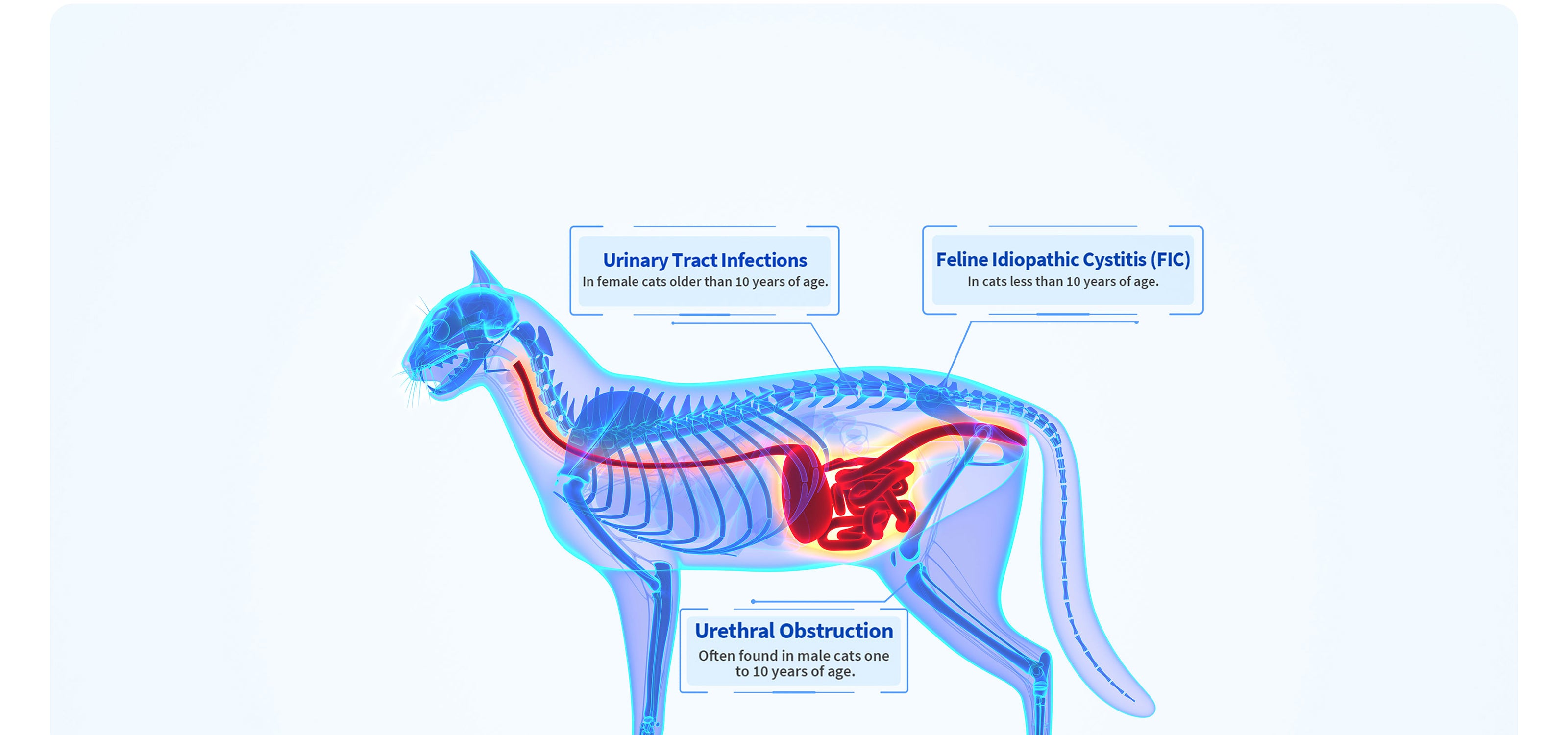 Occult Blood Test Mixed Cat Litter helps detect urinary tract infections, idiopathic cystitis, and urethral obstruction early, providing proactive health monitoring