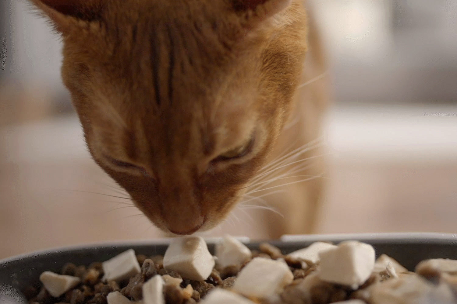 PETKIT YumShare Dual-hopper Automatic Cat Feeder with Camera showing pet eating from camera perspective