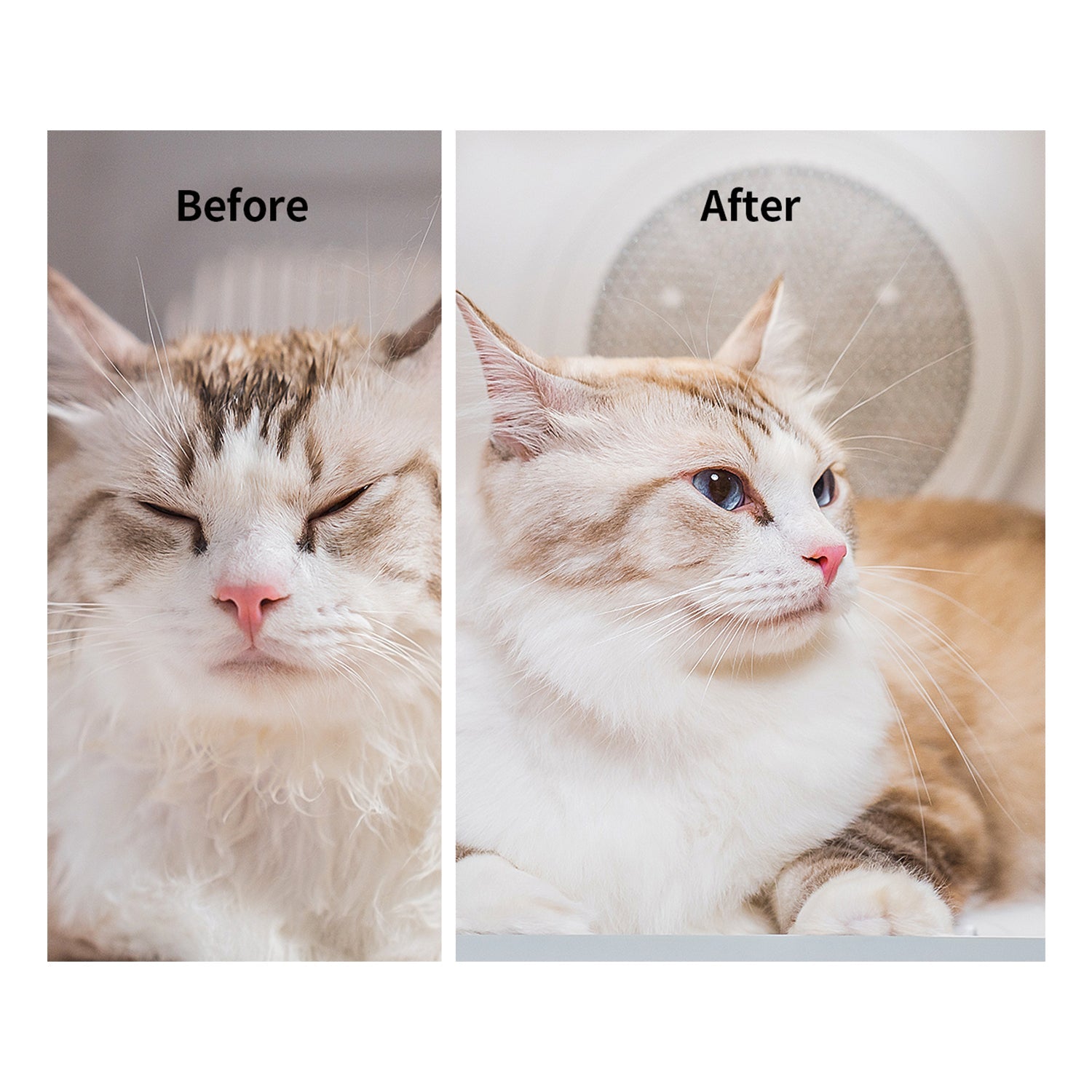 Before and after comparison showing visibly smoother, fluffier fur after using the AirSalon Max Pro Pet Dryer Box